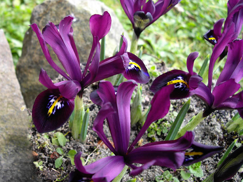Iris histrioides 'George' en fleurs dans un sol bien drainé et caillouteux